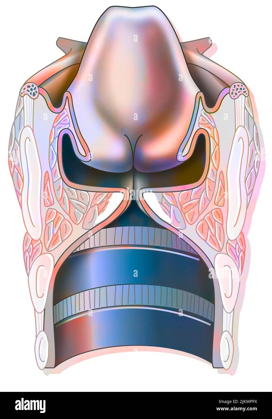 Coupe transversale du larynx avec les niveaux supraglottique et subglottique. Banque D'Images