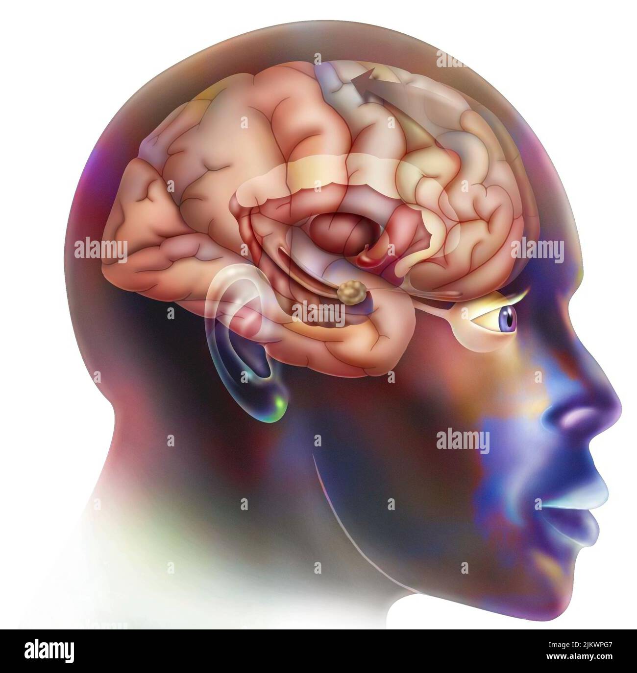 Troisième étape dans la façon dont le cerveau fonctionne quand vous tombez amoureux: La prise de décision. Banque D'Images