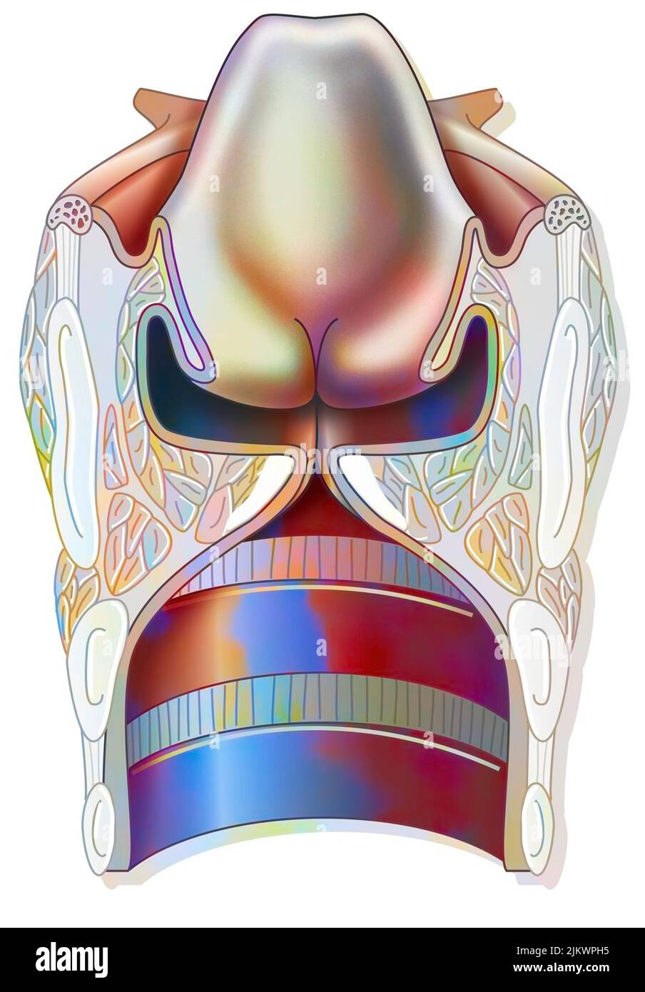 Coupe transversale du larynx avec les niveaux supraglottique et subglottique. Banque D'Images