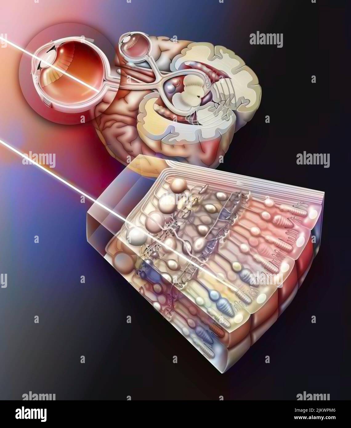 Perception de la lumière : de sa pénétration dans l'œil aux zones visuelles via le nerf optique. Banque D'Images