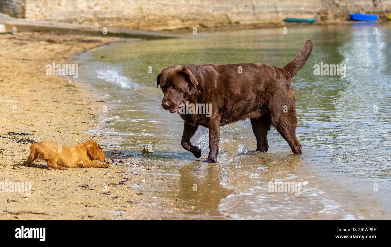 Un chien cavalier King charles, un chiot rubis sur la plage avec un Labrador au chocolat Banque D'Images