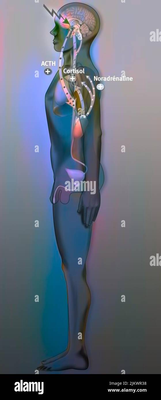 Effets du stress sur l'organisme, dans la phase de résistance, il est considéré comme bénéfique avant un stade critique. Banque D'Images