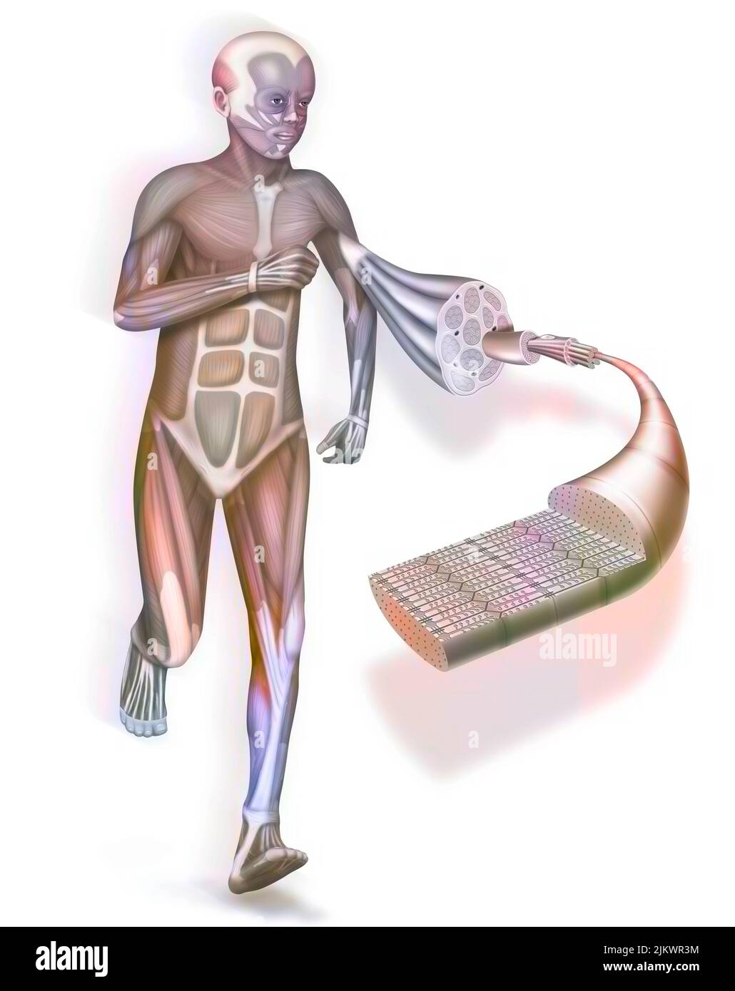 Une coupe et un zoom sur un muscle et sa structure: Tendon, muscle. Banque D'Images