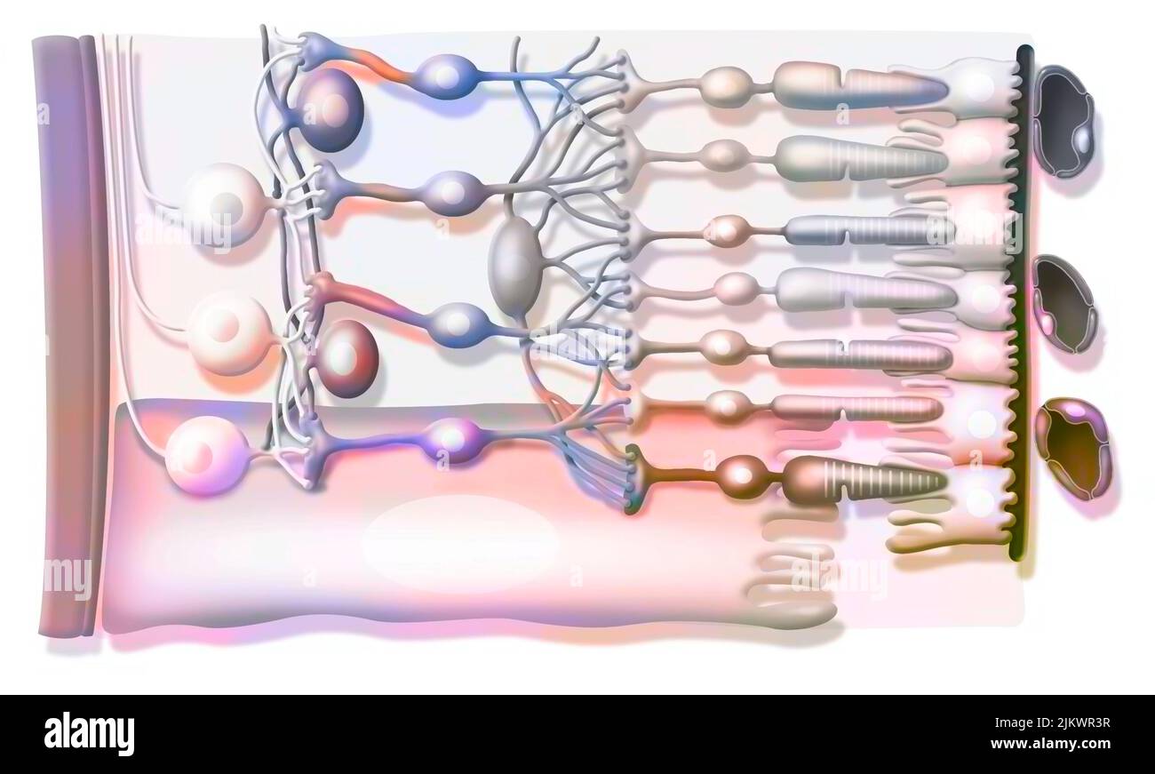 Zoom sur la structure de la rétine avec corps vitreux, membrane interne limitante, cellules de ganglion. Banque D'Images