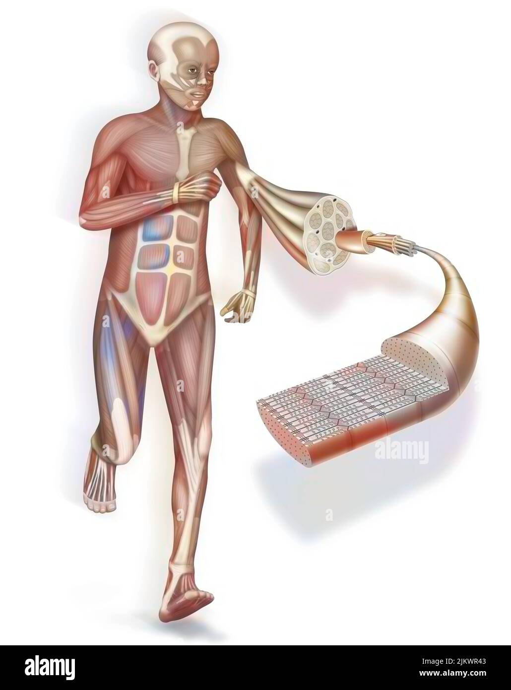 Une coupe et un zoom sur un muscle et sa structure: Tendon, muscle. Banque D'Images