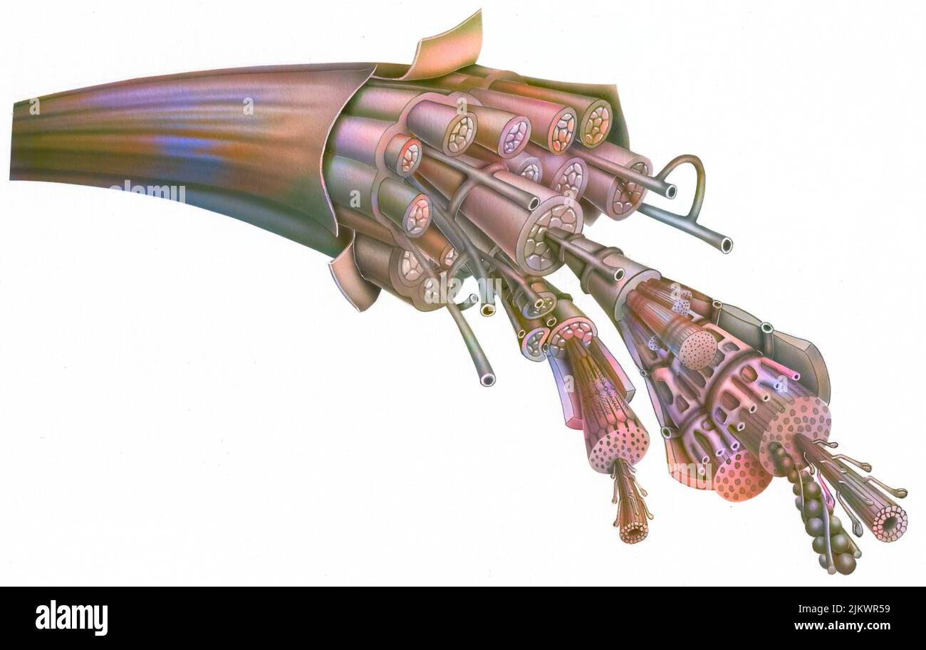 Structure musculaire striée avec faisceaux, fibres musculaires, myofibers et microfilaments. Banque D'Images