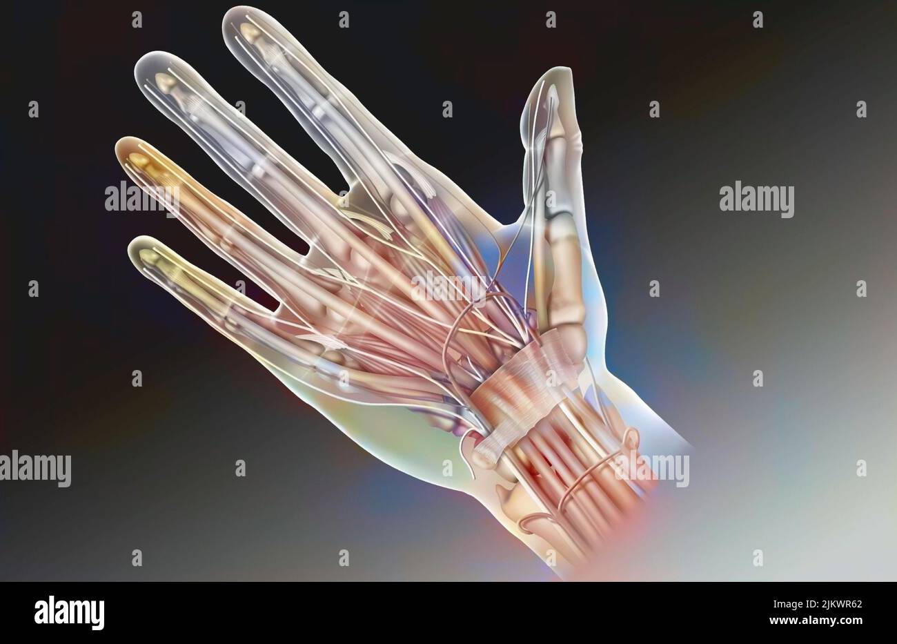 Anatomie de la face palmaire de la main et de son contenu : nerf médian, tendons, artère radiale. Banque D'Images