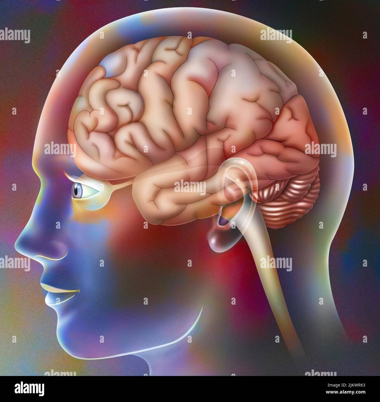 Zones visuelles d'un cerveau dans le crâne d'un homme. Banque D'Images