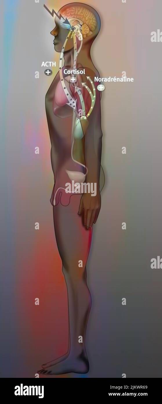 Effets du stress sur l'organisme, dans la phase de résistance, il est considéré comme bénéfique avant un stade critique. Banque D'Images