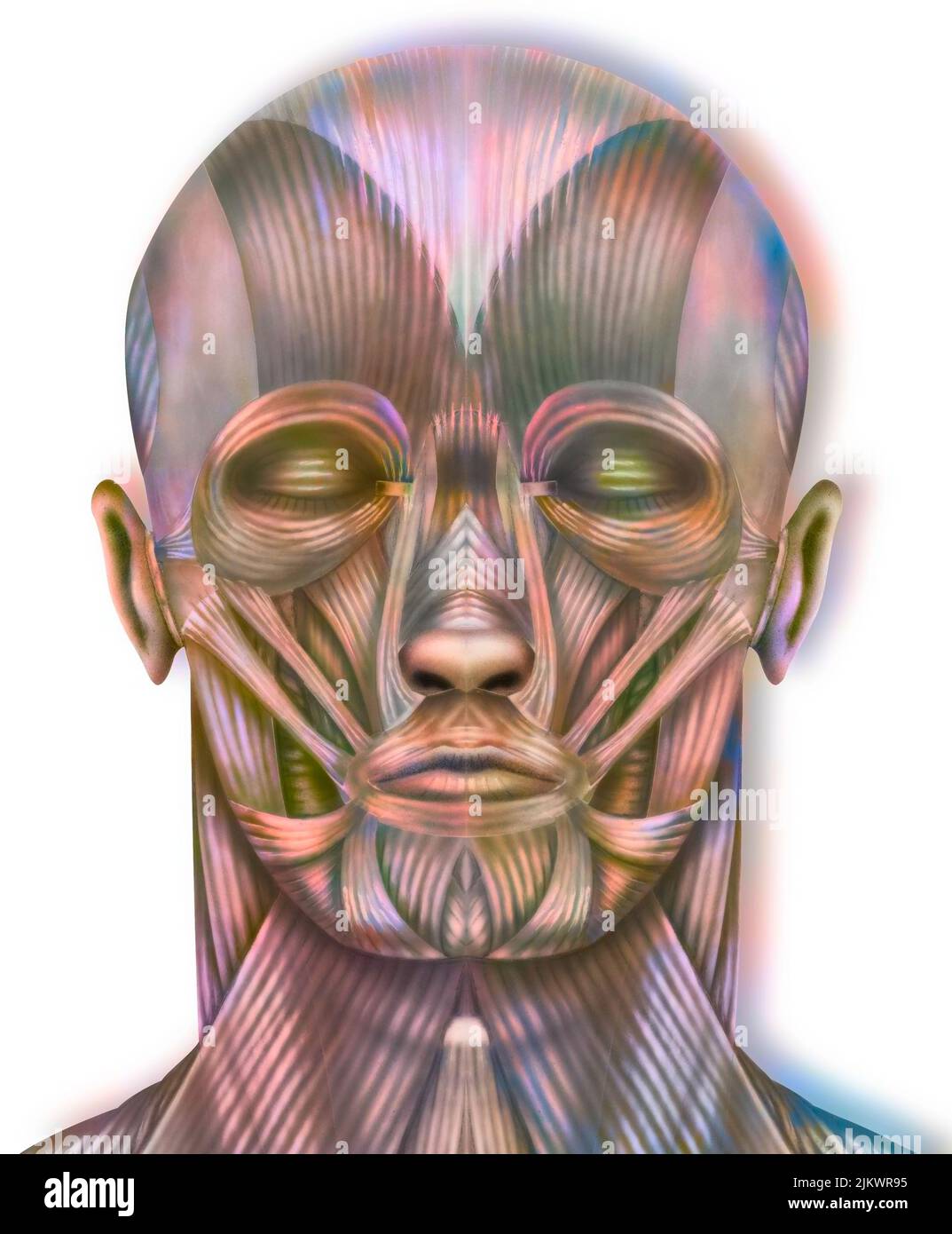 Vue en coupe de la tête : vue avant de l'anatomie des muscles de la tête. Banque D'Images
