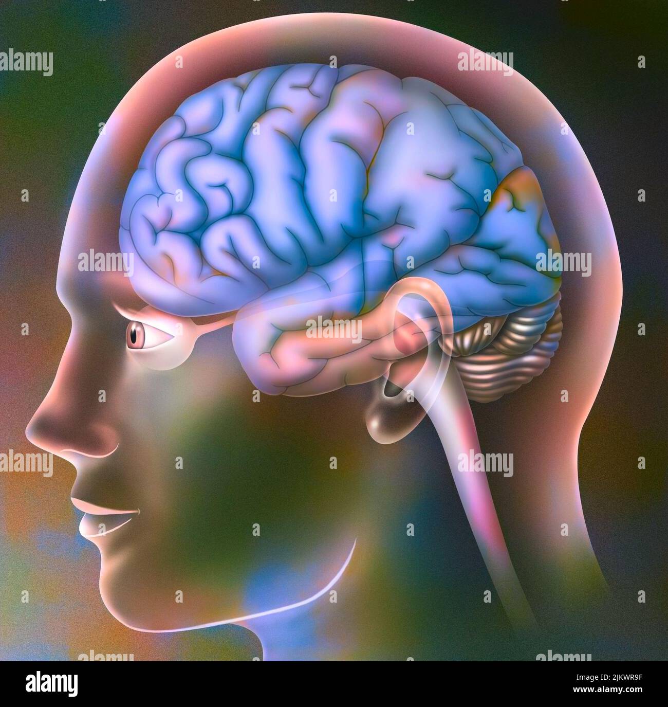 Zones visuelles d'un cerveau dans le crâne d'un homme. Banque D'Images
