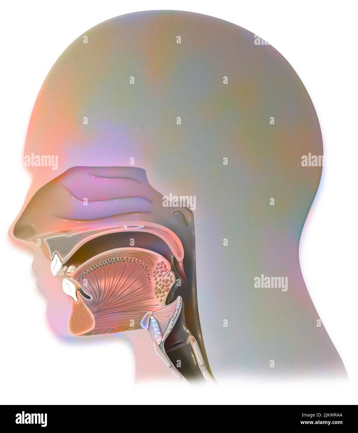 Respiration : structure des voies respiratoires chez l'homme. Banque D'Images