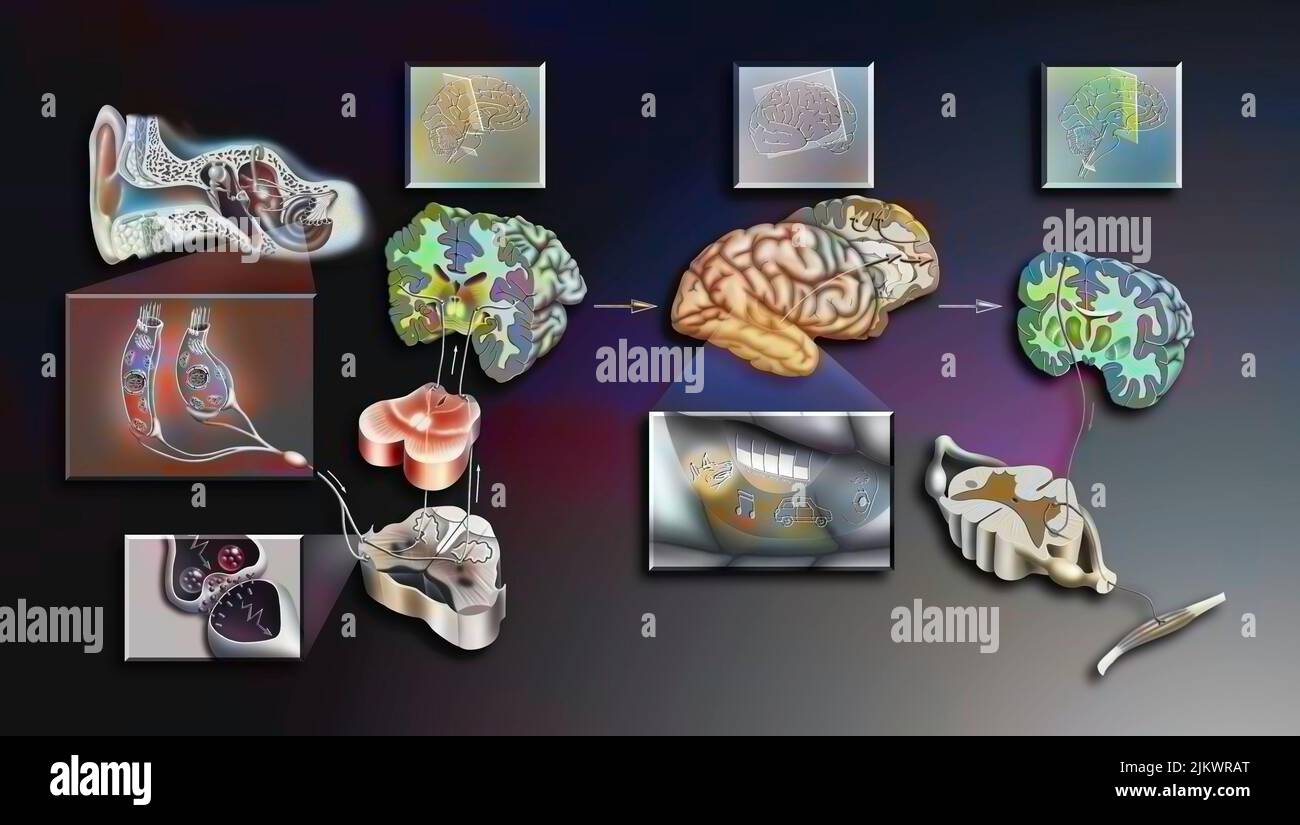 Perception et interprétation du son dans le cerveau. Banque D'Images