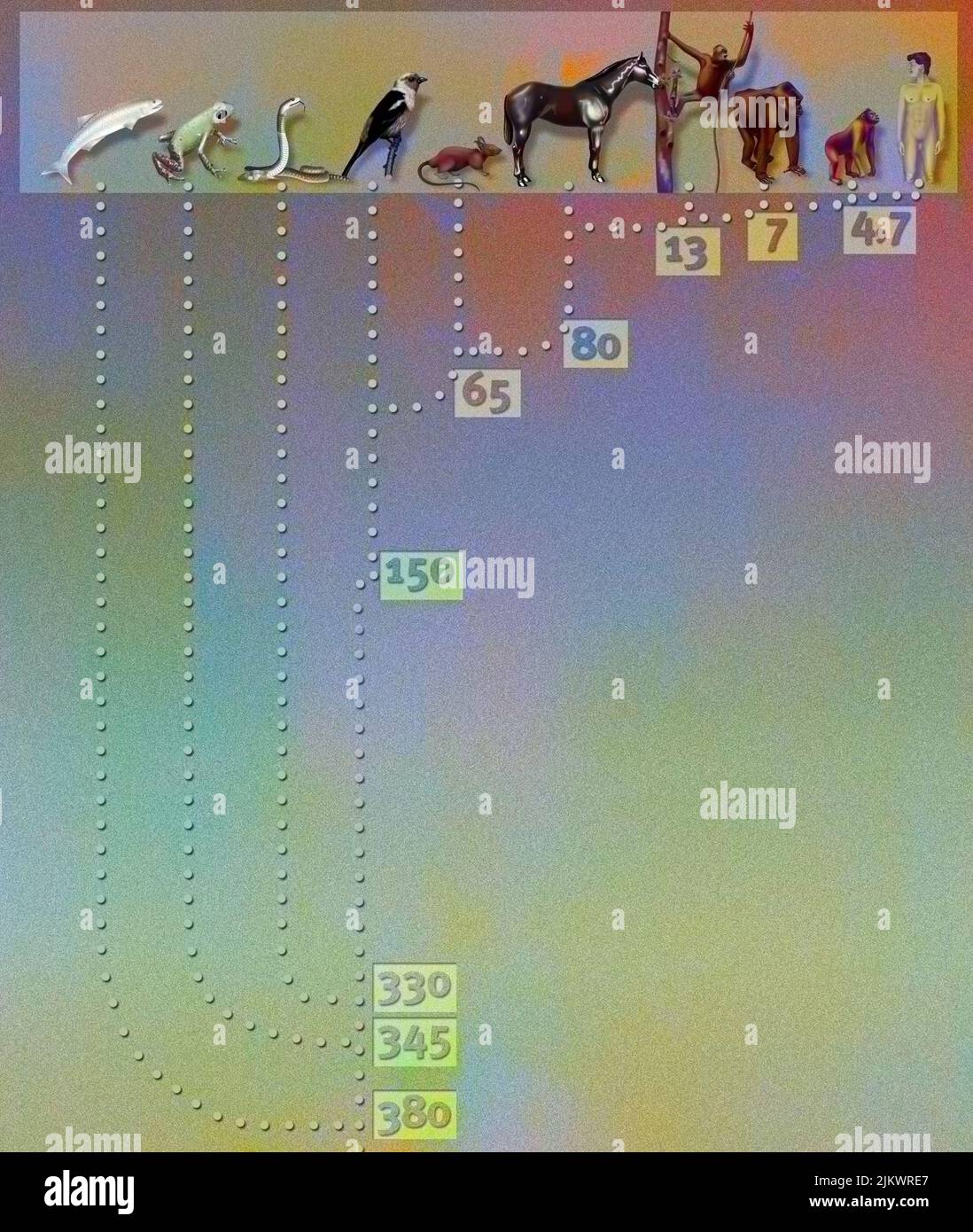 Représentation en millions d'années de l'apparence et de l'évolution des différents types d'êtres vivants. Banque D'Images