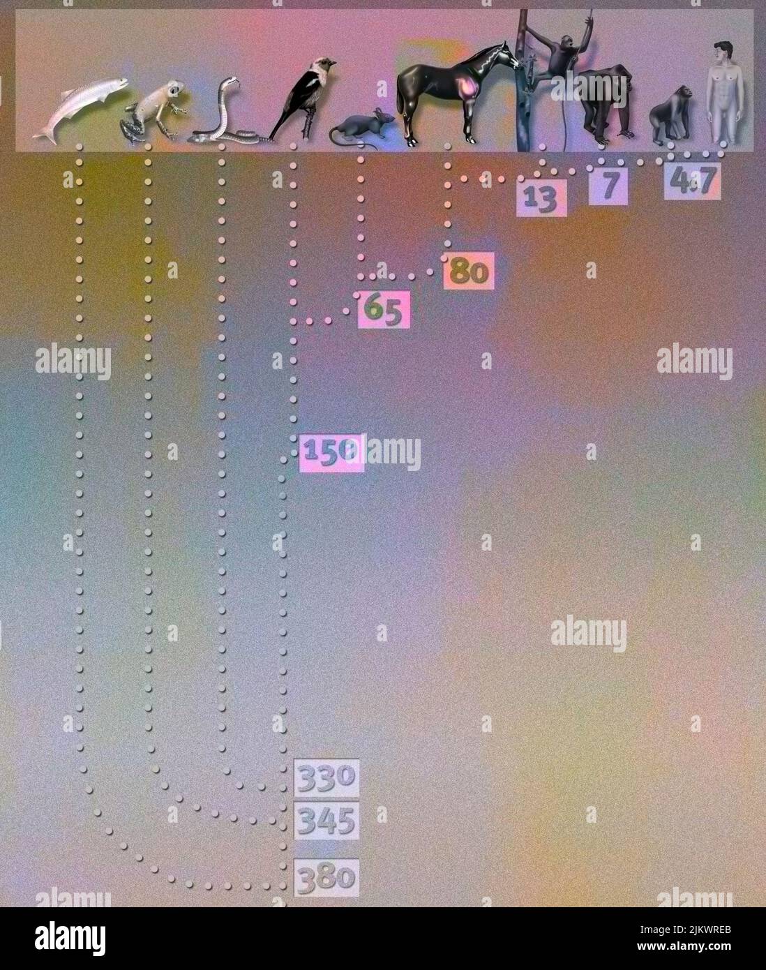 Représentation en millions d'années de l'apparence et de l'évolution des différents types d'êtres vivants. Banque D'Images