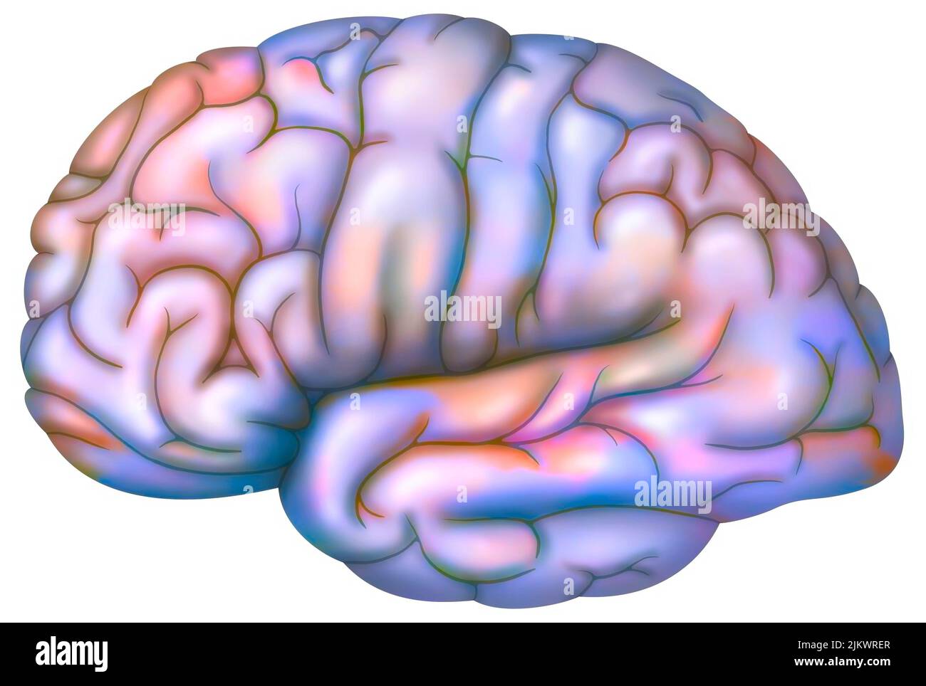 Face externe du cerveau sur fond blanc. Banque D'Images