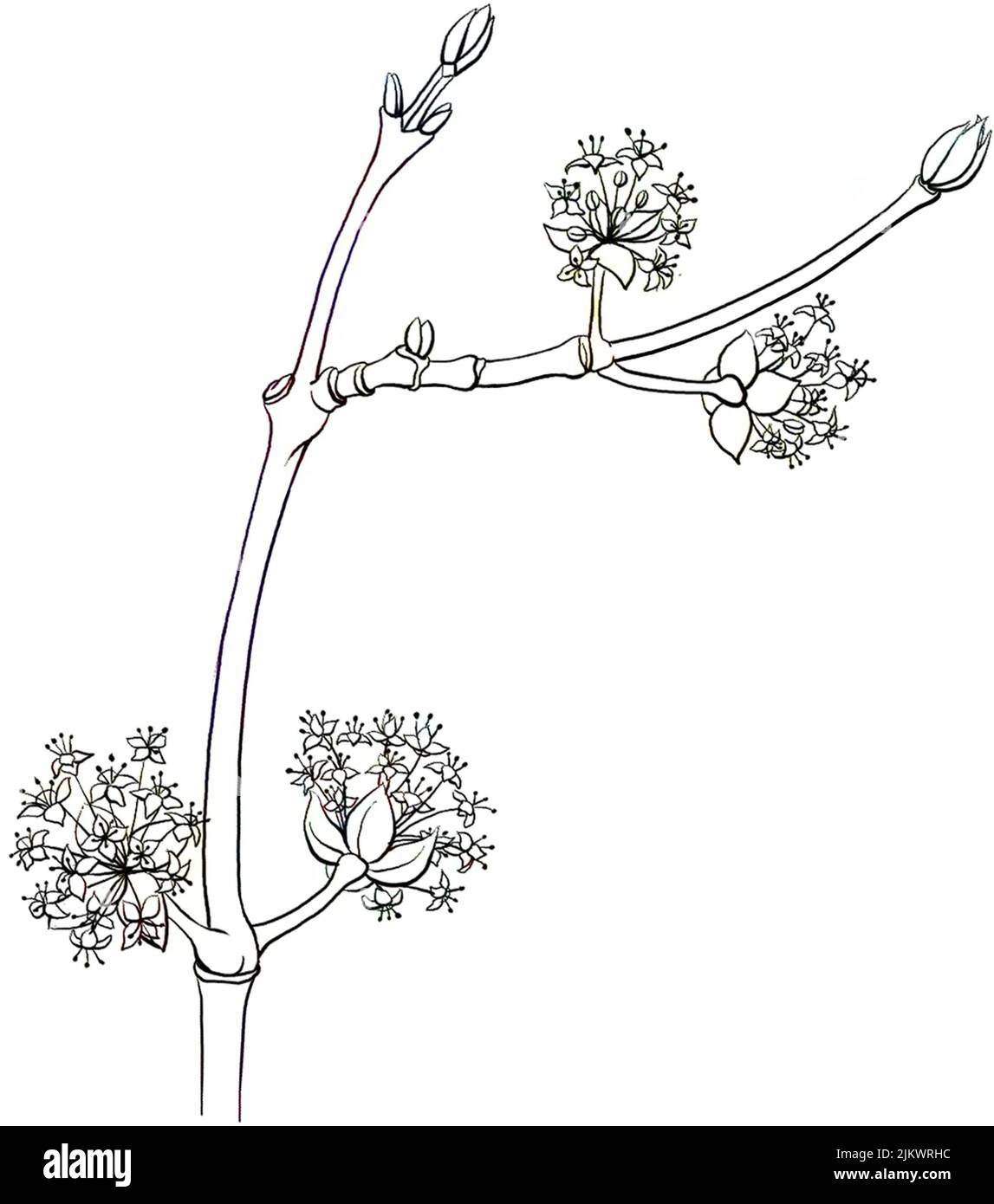 Le cornouiller mâle (Cornus mas) fleurit sur fond blanc. Banque D'Images