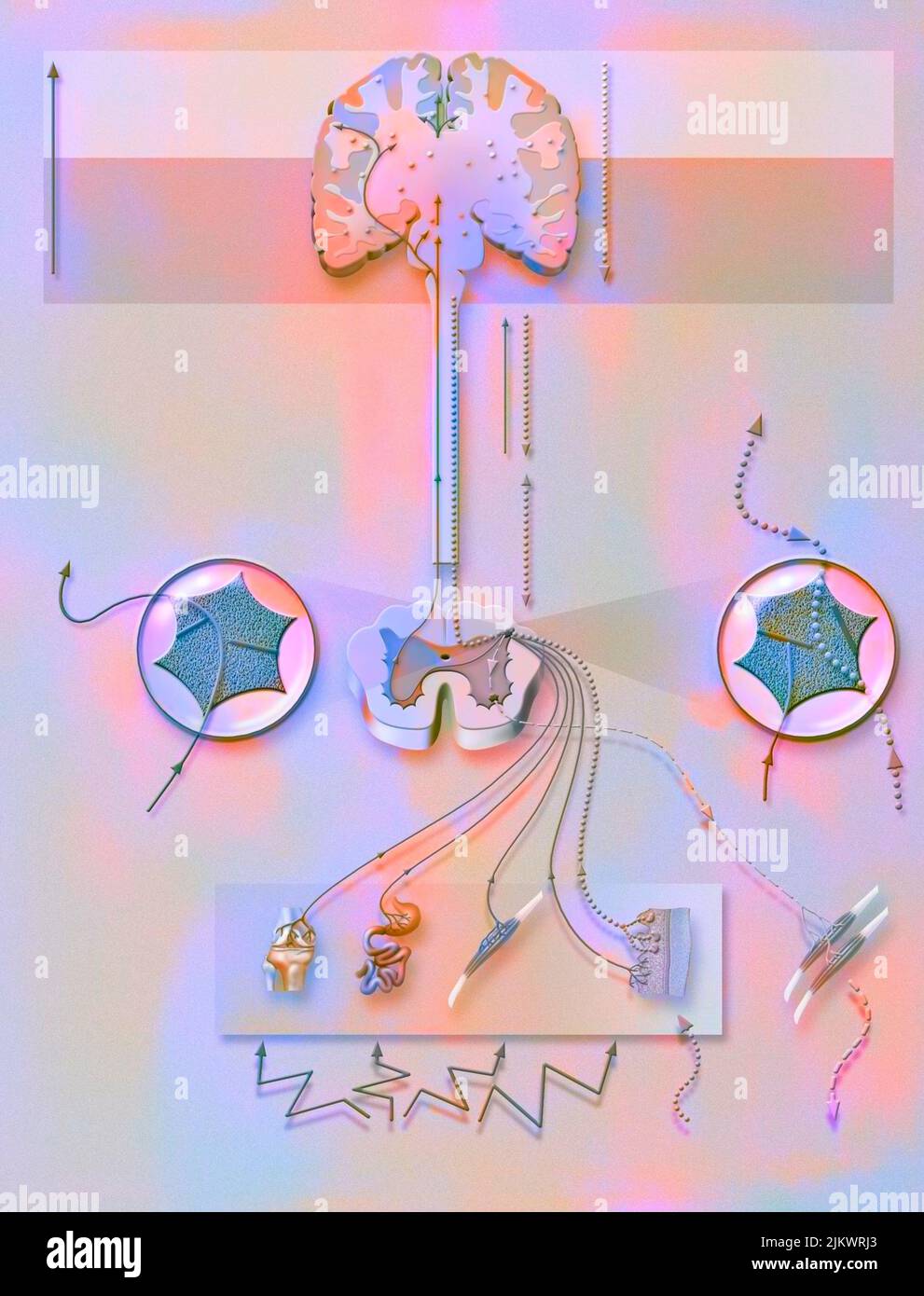 Circuit d'activation de la douleur (gauche) et d'inhibition (droite). Banque D'Images