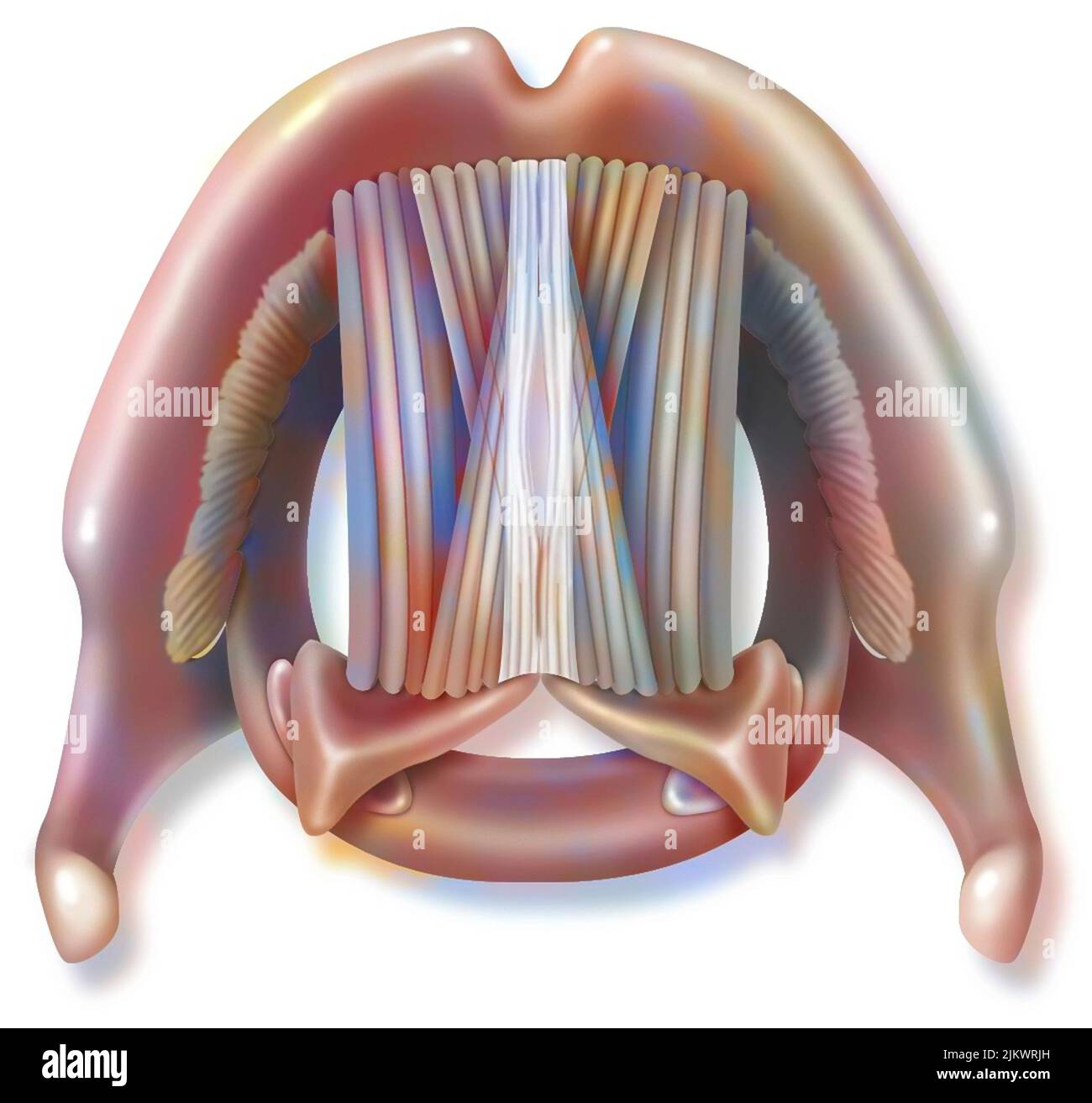 Vue de dessus du larynx avec cordes vocales en action. Banque D'Images