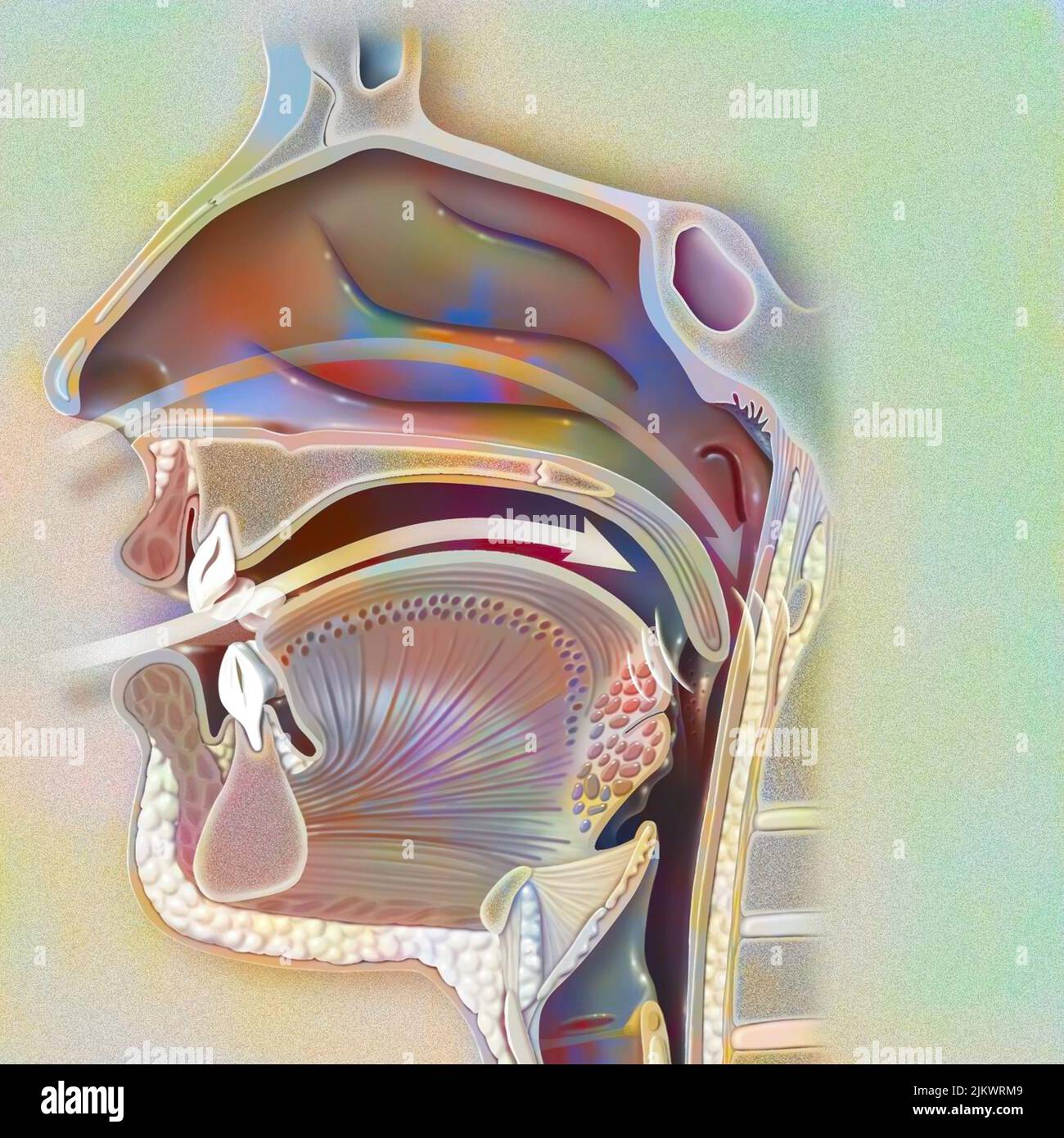 Voies aériennes (nasopharynx) dans le ronfleur, avec la cavité nasale, la paroi pharyngée et la uvula. Banque D'Images