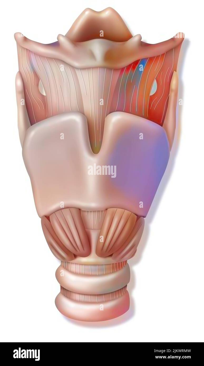 Larynx en vue antérieure avec épiglottis, os hyoïds, cartilage thyroïdien. Banque D'Images Larynx en vue antérieure avec épiglottis, os hyoïds, cartilage thyroïdien. Banque D'Images