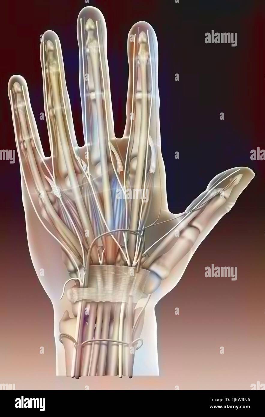 Anatomie de la face palmaire de la main avec le nerf médian, les tendons, l'artère radiale. Banque D'Images