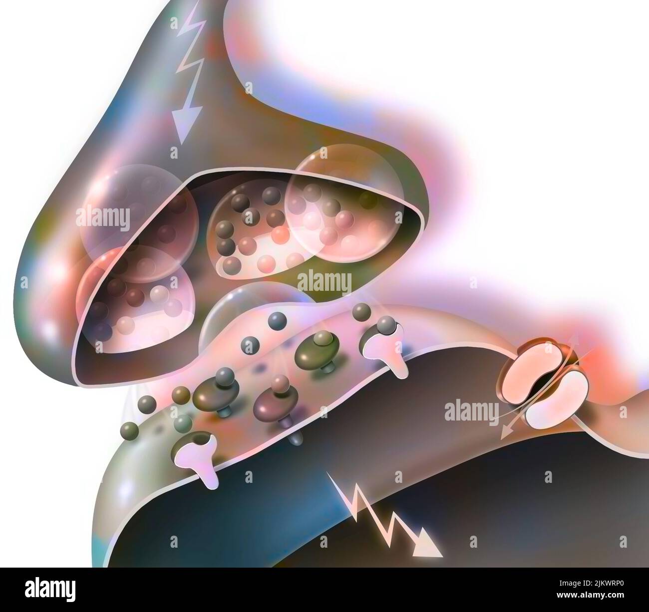 Transmission d'impulsions nerveuses d'une synapse d'un neurone A à un bouton dendritique. Banque D'Images