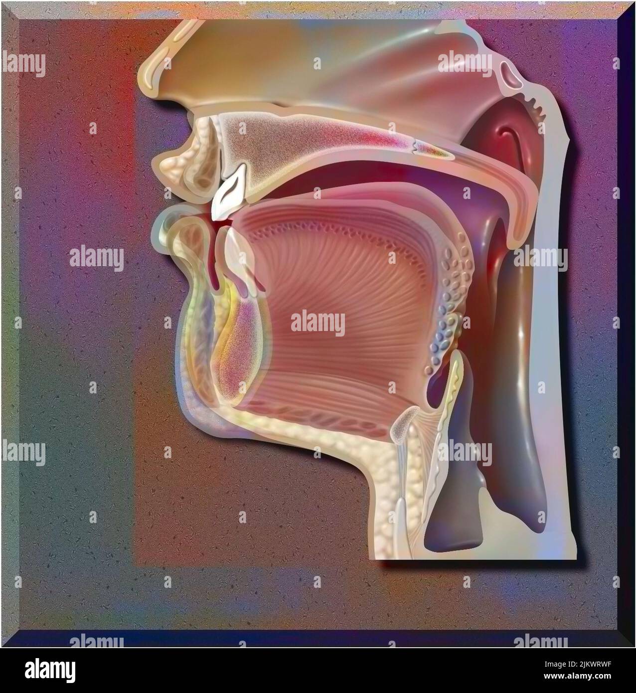 Position de la bouche pour la prononciation de 'T (i) -T (or)' en phonation. Banque D'Images