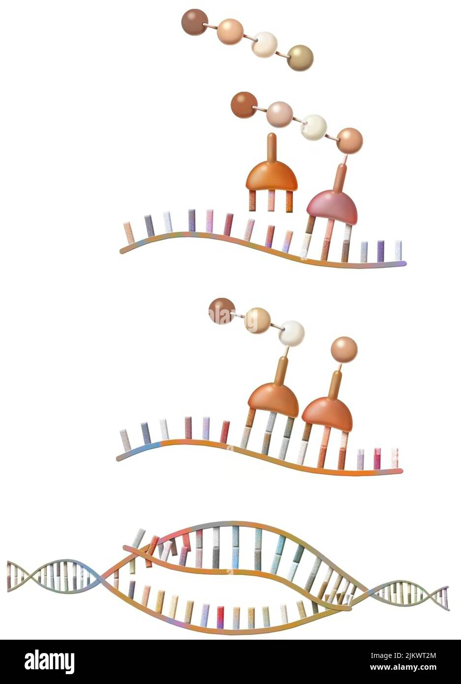 Synthèse peptidique : synthèse par ribosomes d'acides aminés à partir de l'ARN messager. Banque D'Images