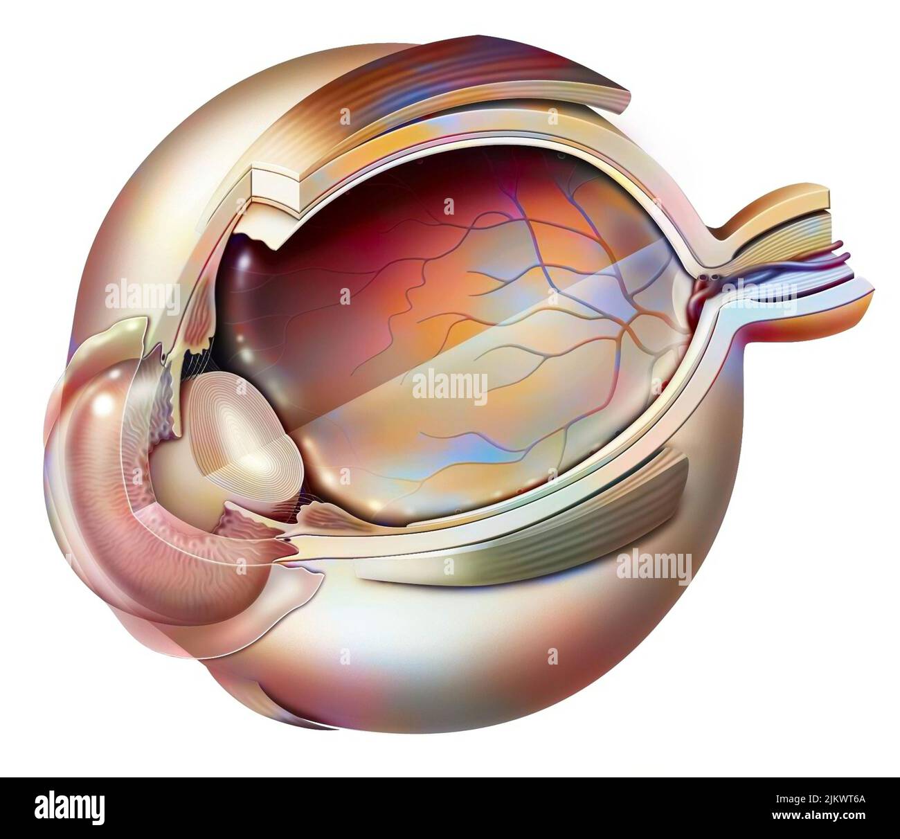 Anatomie de l'œil avec effet de transparence de l'humour vitreux. Banque D'Images
