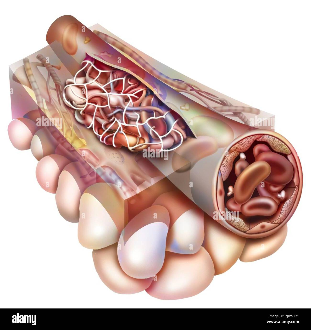 Étape 2 de la coagulation : l'ongle plaquettaire est renforcé par des brins de fibrines. Banque D'Images