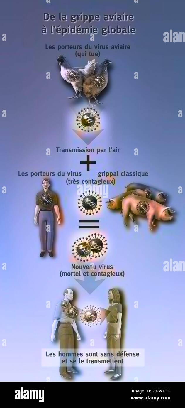 Recombinaison du virus de la grippe aviaire et du virus de la grippe humaine entraînant un nouveau virus. Banque D'Images