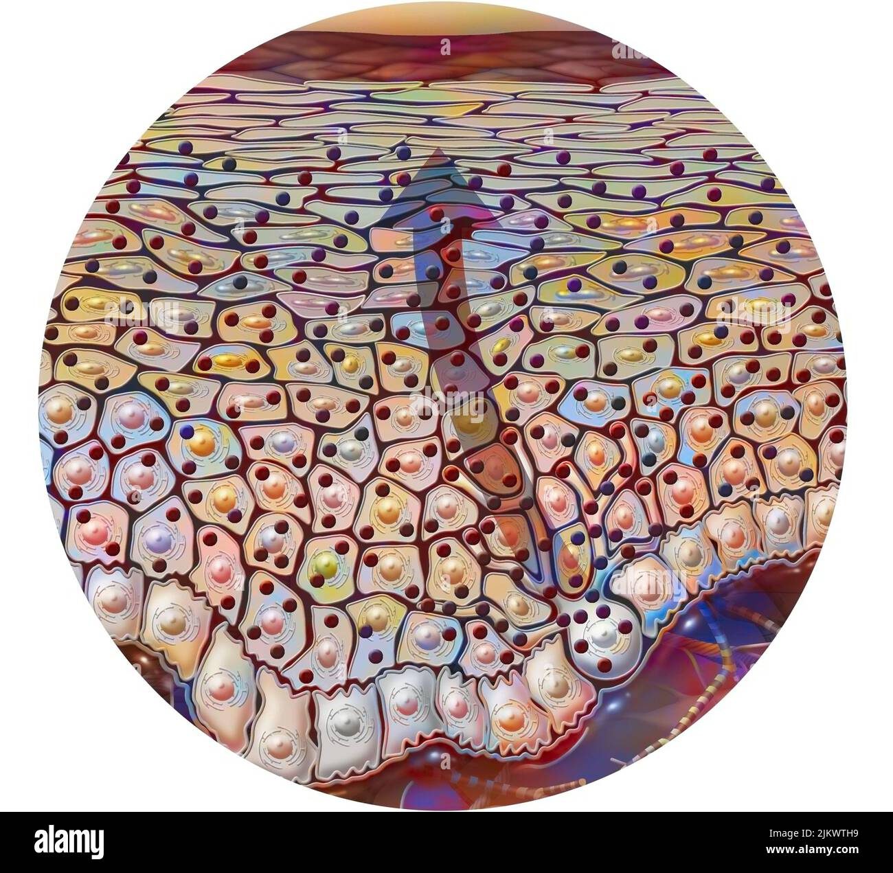 Type de peau sombre avec beaucoup de grains de mélanine. Banque D'Images