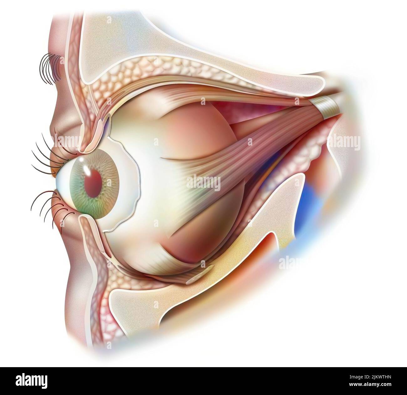 Anatomie de l'œil et de la paupière (vue depuis 3/4) avec iris, pupille. Banque D'Images