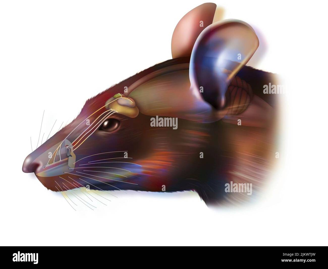 Principal système olfactif et organe voméronasal chez les rats. Banque D'Images