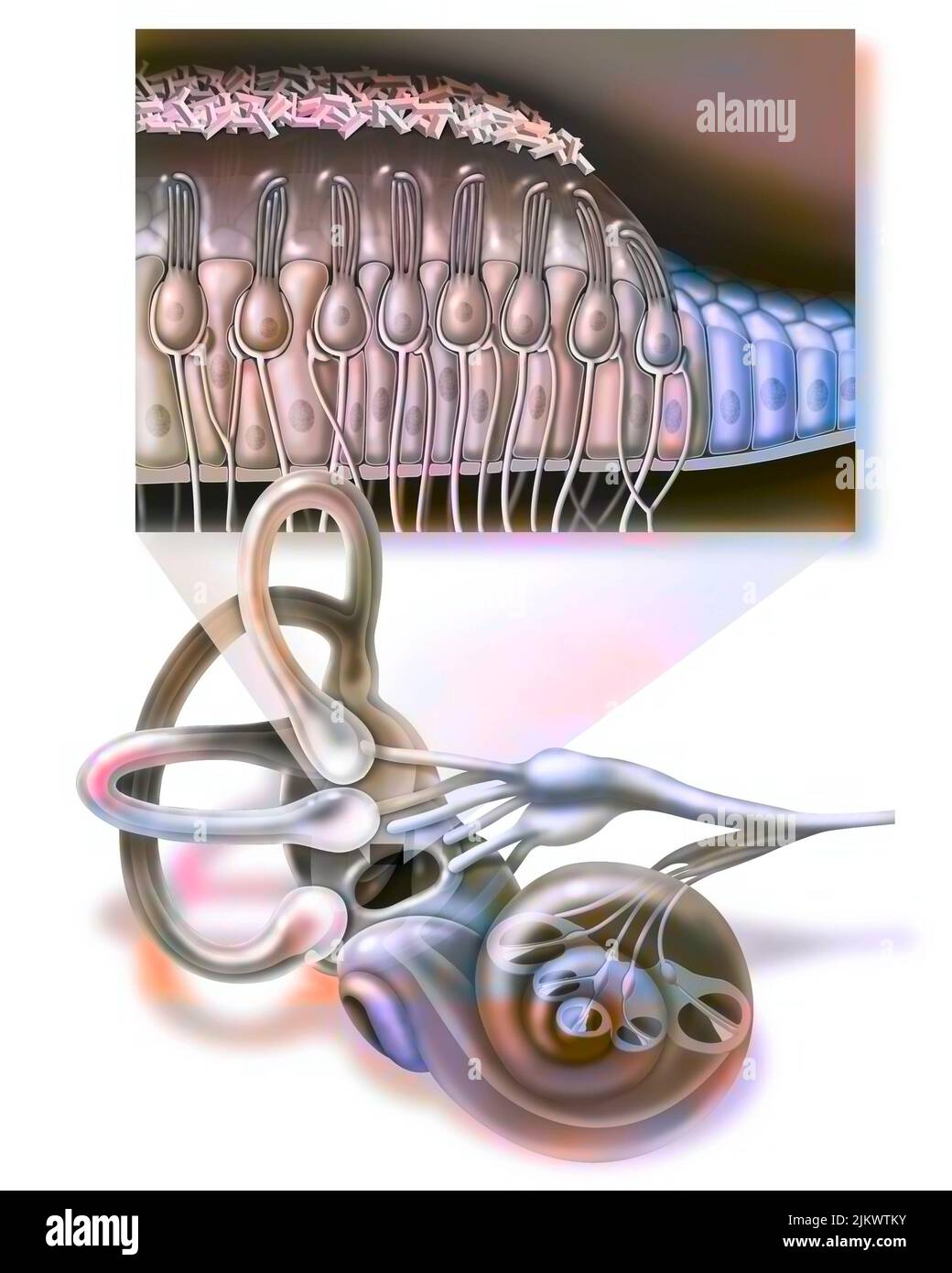 Oreille interne et zoom sur le macule (organe de l'équilibre statique). Banque D'Images