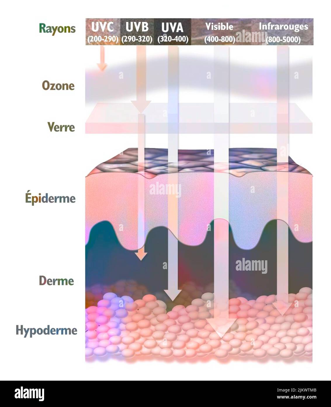 Pénétration de certains rayons solaires dans la peau. Banque D'Images