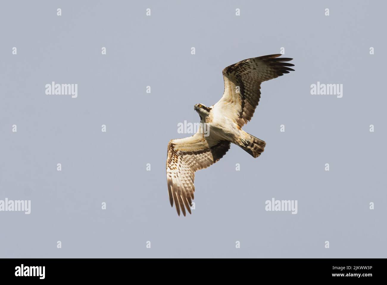 Osprey (Pandion haliatus) chasse sur la rivière Tay à Perth, en Écosse, au Royaume-Uni. Banque D'Images