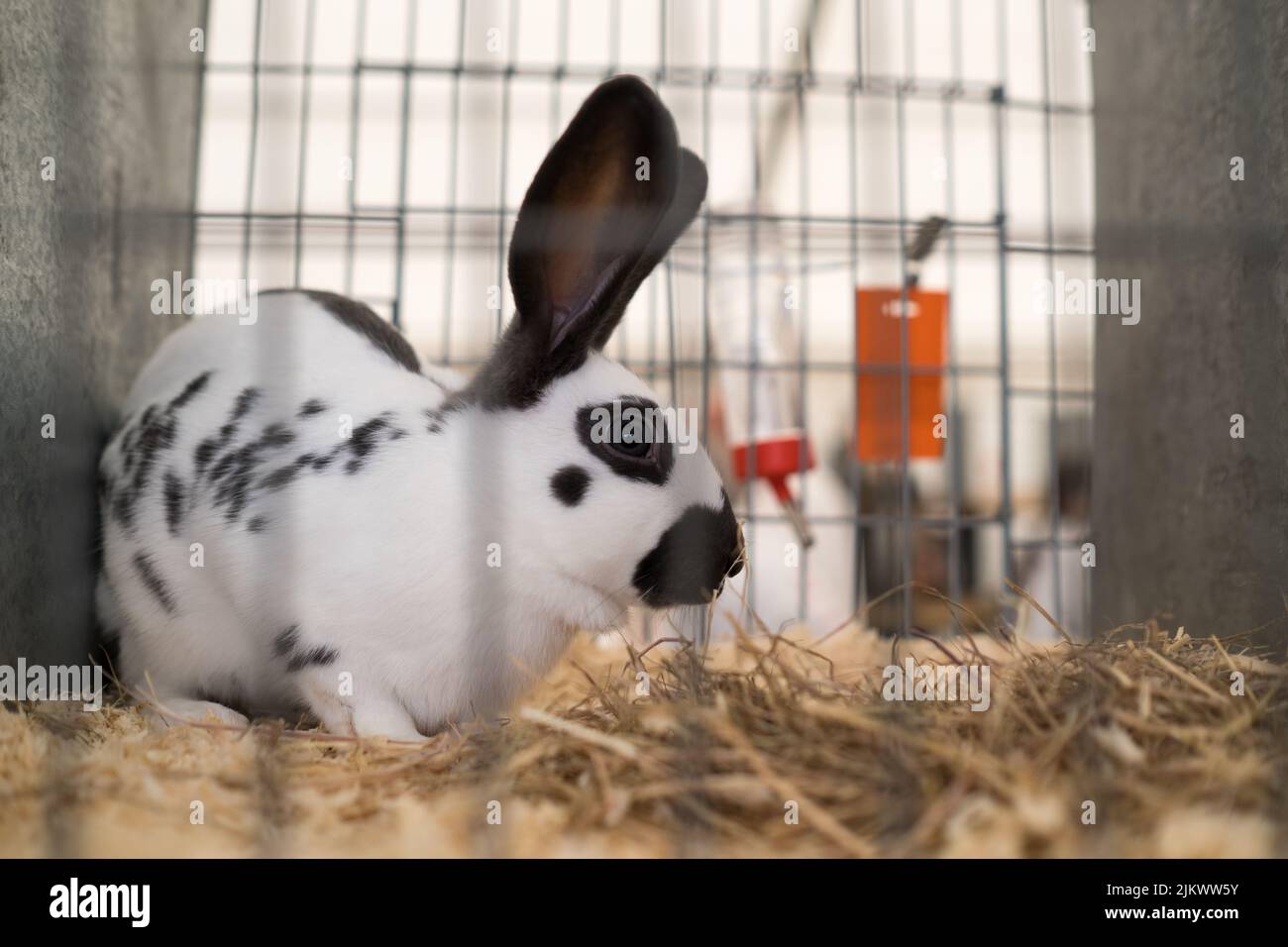 Lapin dans un spectacle de pays anglais en attente de jugement Banque D'Images