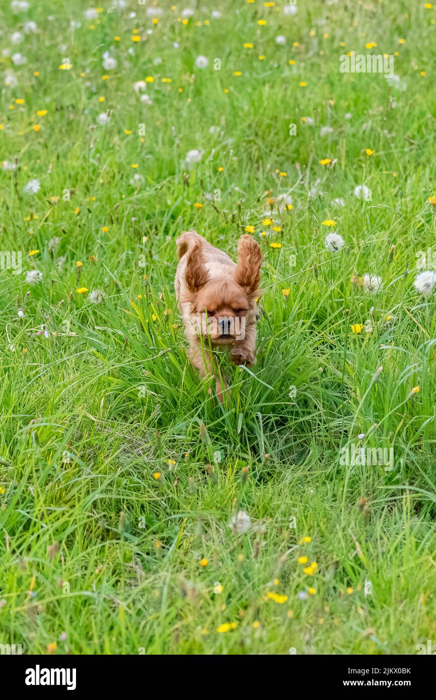 Un cavalier de chien King Charles, portrait d'un chiot rubis mignon courant dans un champ Banque D'Images