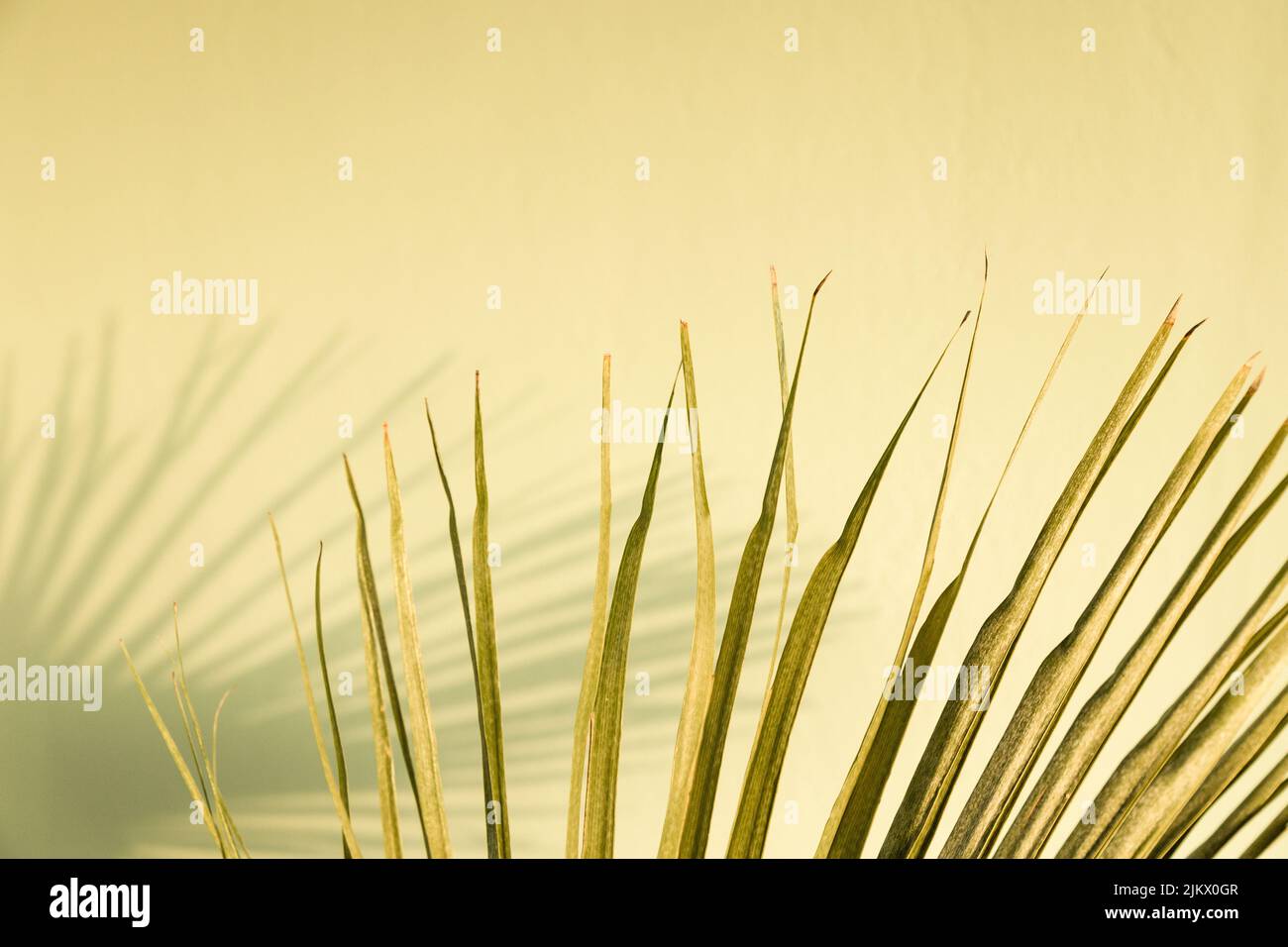 Feuille de palmier vert à faible saturation avec son ombre floue sur la paroi en stuc vert. Décor minimaliste de plantes tropicales d'été. Intérieur miteux Banque D'Images