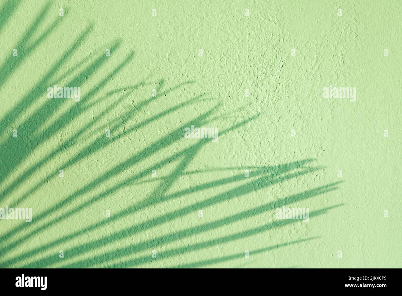 Ombre floue de la feuille de palmier sur le mur vert turquoise bleu stuc. Décor minimaliste de plantes tropicales d'été Banque D'Images