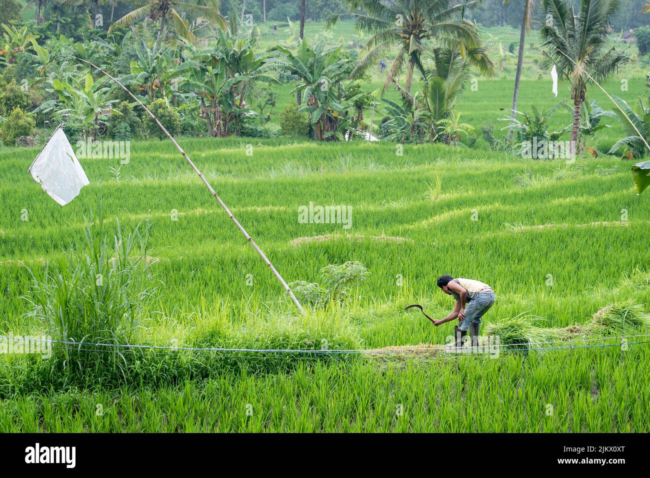 Vue naturelle sur les rizières et la verdure à Bali, en Indonésie Banque D'Images