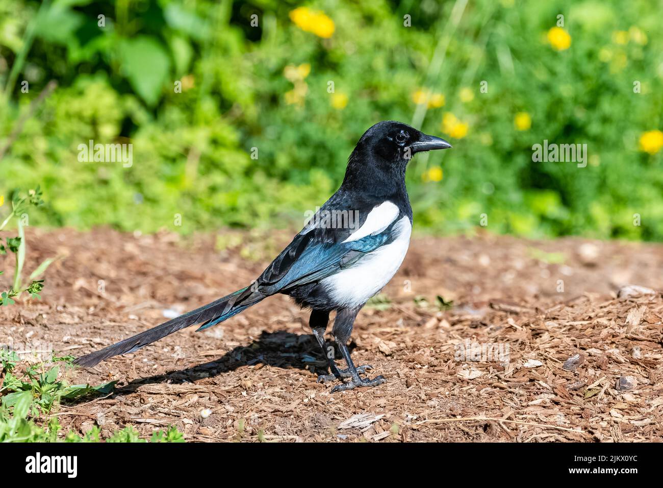 Un Magpie eurasien, Pica pica, bel oiseau Banque D'Images