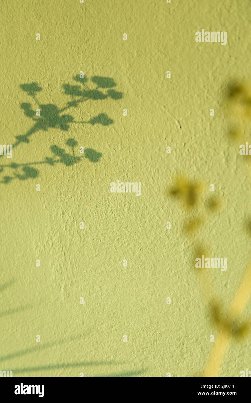 Image abstraite de la plante floue et de ses ombres sur le mur de stuc vert jaune dans la lumière du coucher du soleil. Fond minimaliste fleuri. Banque D'Images