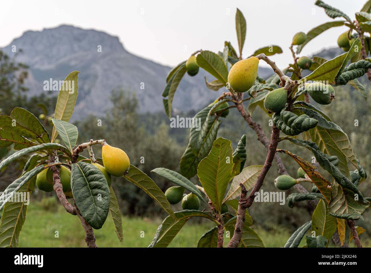 Gros plan de poires poussant sur un arbre. Banque D'Images