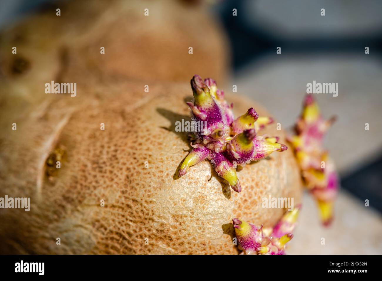 Macro photographie - plants de pommes de terre en morceaux Banque D'Images