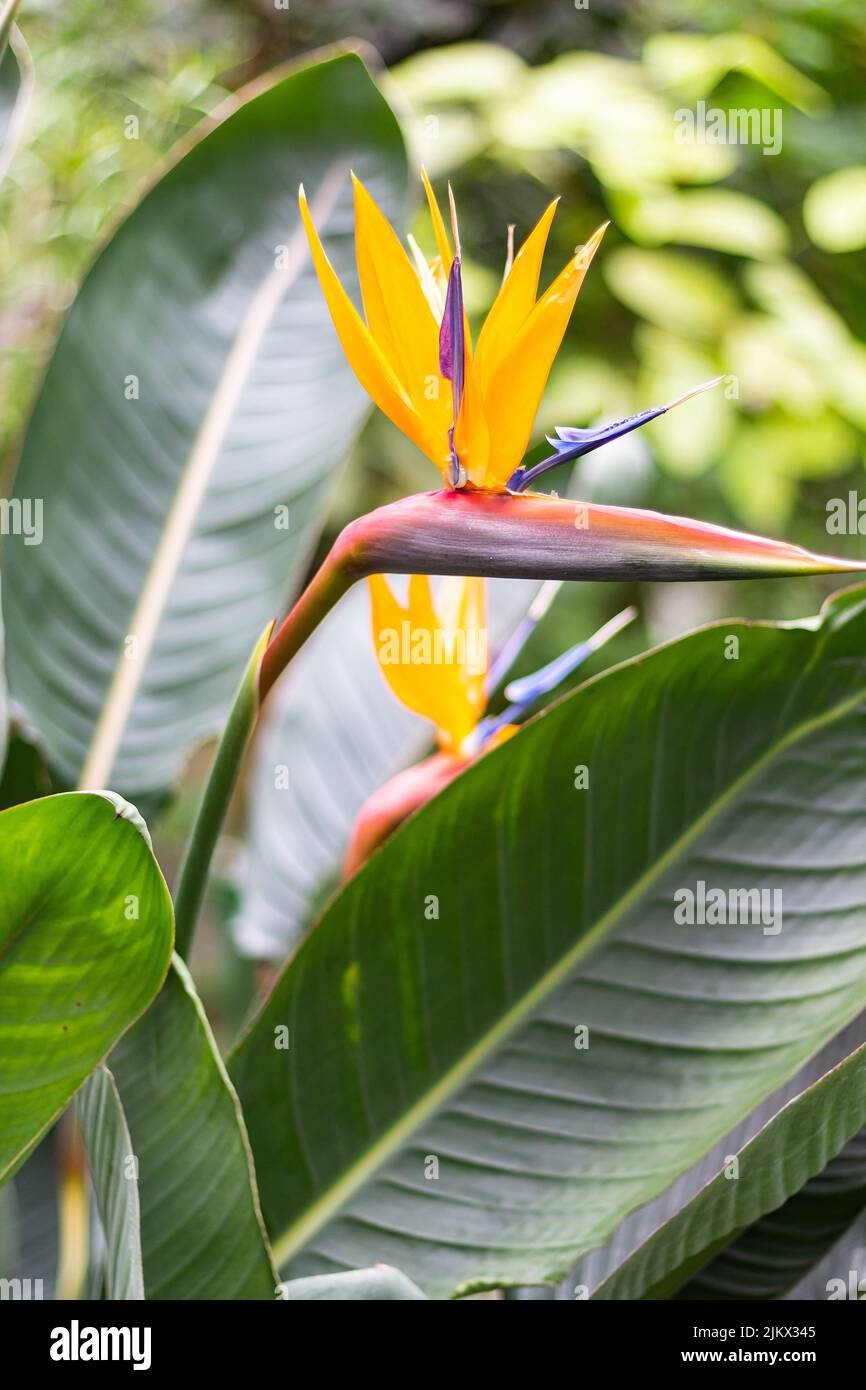 Plante à fleurs tropicales. Fleur colorée oiseau de paradis ou Strelitzia reginae fleuri dans le jardin botanique, Russie, foyer sélectif. Grue de Strelitzia Banque D'Images Plante à fleurs tropicales. Fleur colorée oiseau de paradis ou Strelitzia reginae fleuri dans le jardin botanique, Russie, foyer sélectif. Grue de Strelitzia Banque D'Images
