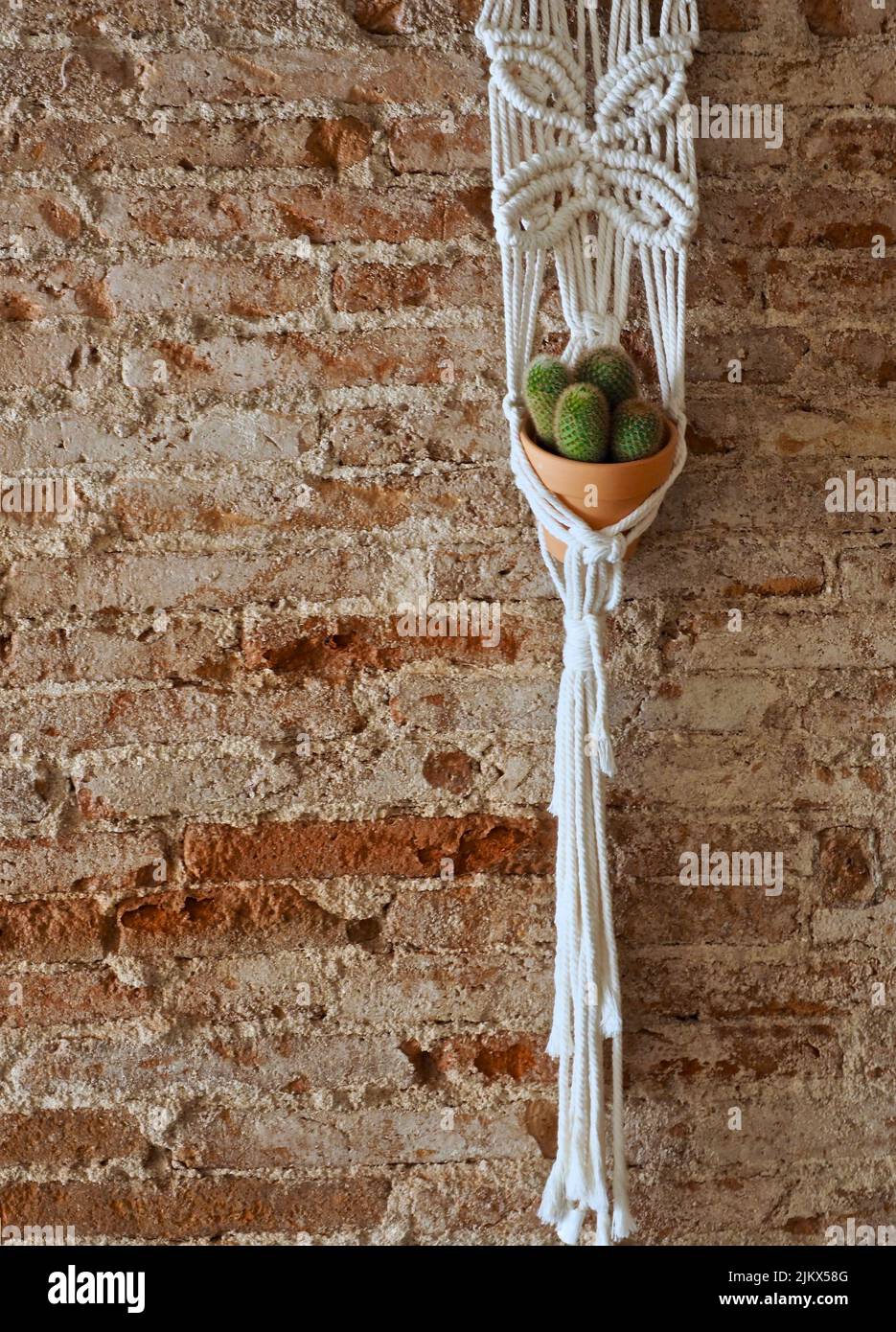 cactus vase hanging on a rustic wall Banque D'Images