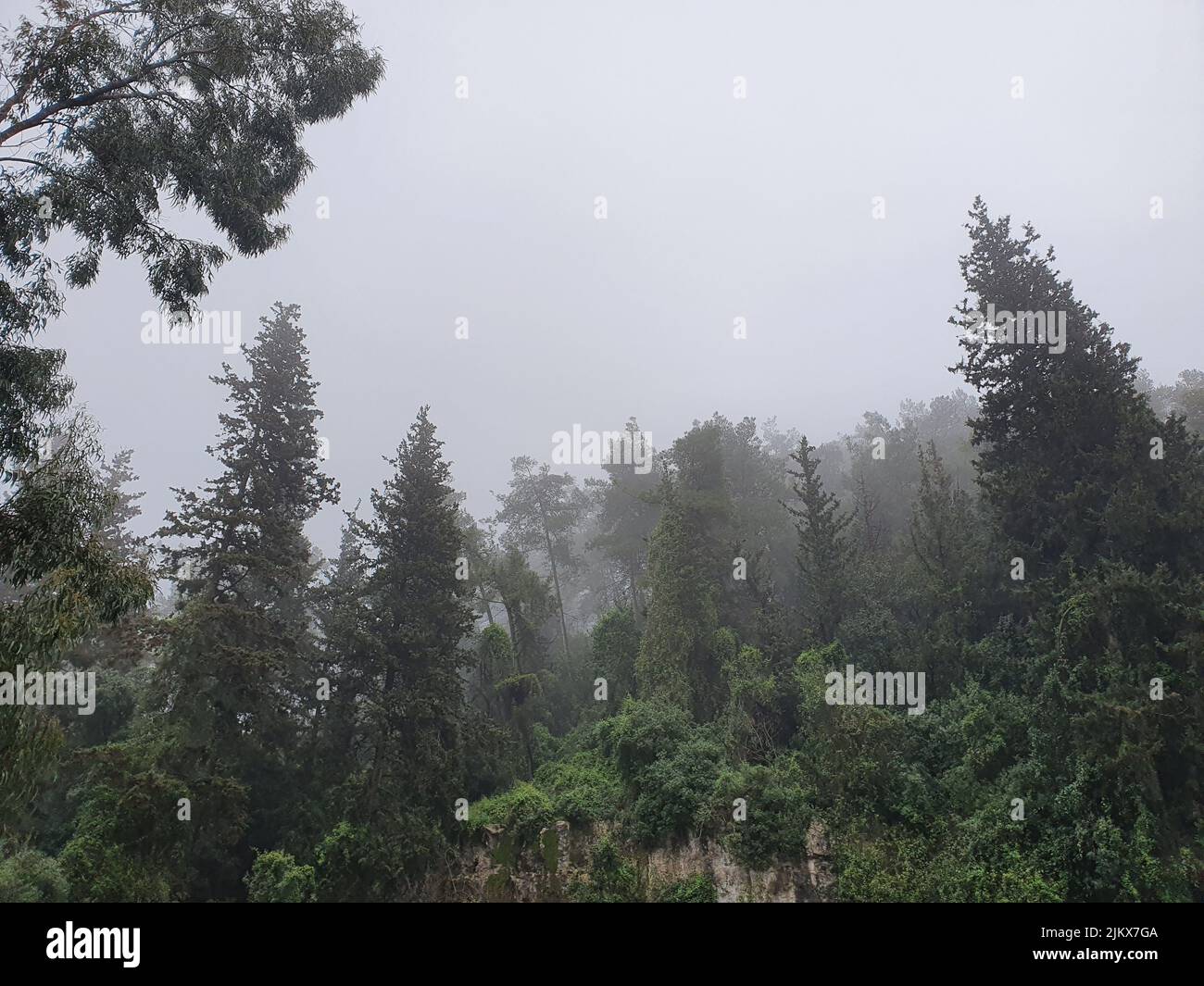 Une photo à angle bas de pins par un jour brumeux Banque D'Images